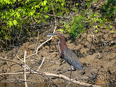 Adult rufescent tiger heron, Tigrisoma lineatum, perched in a tree within the Pacaya Samiria Preserve, Peru.