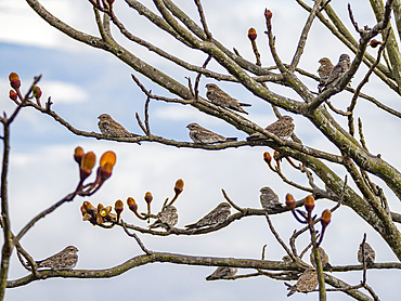 Adult sand-colored nighthawks, Chordeiles rupestris, perched in a tree within the Pacaya Samiria Preserve, Peru.