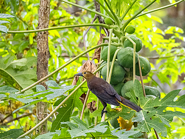 Adult russet-backed oropendola, Psaroccolius angustifrons, perched in a tree within the Pacaya Samiria Preserve, Peru.