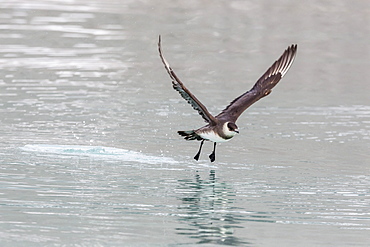 Adult parasitic (Arctic) skua (Stercorarius parasiticus) taking off at Monacobreen, Spitsbergen, Svalbard, Norway, Scandinavia, Europe