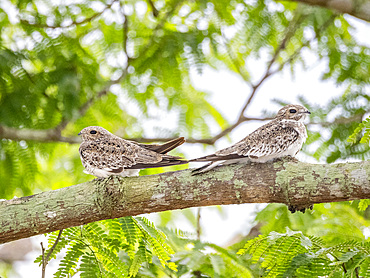 Adult sand-colored nighthawks, Chordeiles rupestris, perched in a tree within the Pacaya Samiria Preserve, Peru.