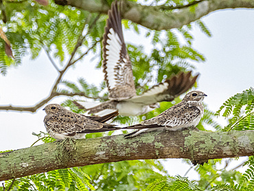 Adult sand-colored nighthawks, Chordeiles rupestris, perched in a tree within the Pacaya Samiria Preserve, Peru.