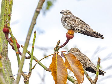 Adult sand-colored nighthawk, Chordeiles rupestris, perched in a tree within the Pacaya Samiria Preserve, Peru.