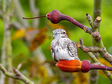 Adult sand-colored nighthawk, Chordeiles rupestris, perched in a tree within the Pacaya Samiria Preserve, Peru.