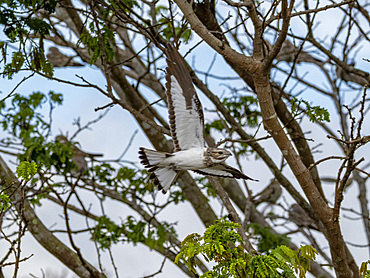 Adult sand-colored nighthawk, Chordeiles rupestris, taking flight within the Pacaya Samiria Preserve, Peru.