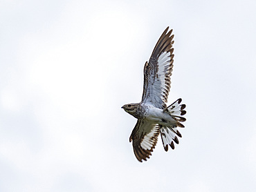 Adult sand-colored nighthawk, Chordeiles rupestris, taking flight within the Pacaya Samiria Preserve, Peru.