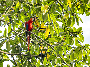 Adult scarlet macaw, Ara macao, perched in a tree within the Pacaya Samiria Preserve, Peru.