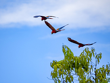 Adult scarlet macaws, Ara macao, taking flight within the Pacaya Samiria Preserve, Peru.