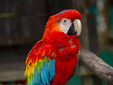 Captive adult scarlet macaw, Ara macao, perched at a house within the Pacaya Samiria Preserve, Peru.