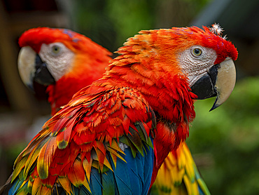 Captive adult scarlet macaws, Ara macao, perched at a house within the Pacaya Samiria Preserve, Peru.