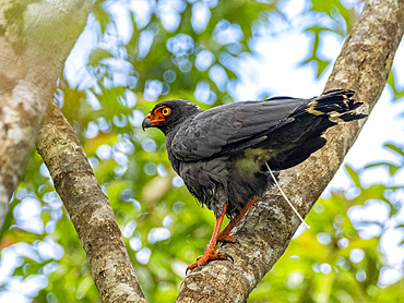 Adult slate-colored hawk, Leucopternis schistaceus, defecating in a tree within the Pacaya Samiria Preserve, Peru.