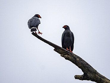 A pair of adult slate-colored hawk, Leucopternis schistaceus, perched in a tree in the Pacaya Samiria Preserve, Peru.