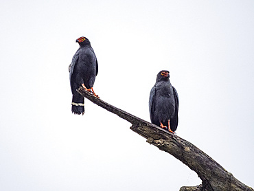 A pair of adult slate-colored hawk, Leucopternis schistaceus, perched in a tree in the Pacaya Samiria Preserve, Peru.