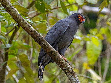 Adult slate-colored hawk, Leucopternis schistaceus, perched in a tree within the Pacaya Samiria Preserve, Peru.