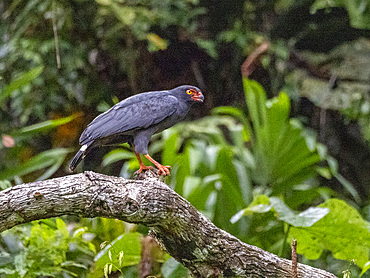 Adult slate-colored hawk, Leucopternis schistaceus, perched in a tree within the Pacaya Samiria Preserve, Peru.