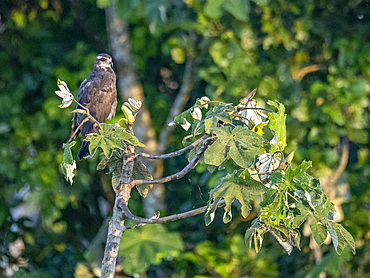 Juvenile snail kite, Rostrhamus sociabilis, perched in a tree within the Pacaya Samiria Preserve, Peru.