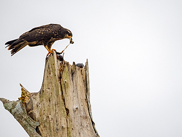 Adult snail kite, Rostrhamus sociabilis, perched in a tree eating a snail within the Pacaya Samiria Preserve, Peru.