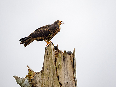 Adult snail kite, Rostrhamus sociabilis, perched in a tree eating a snail within the Pacaya Samiria Preserve, Peru.