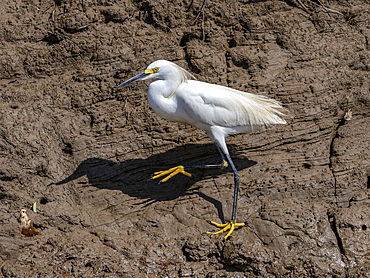 Adult snowy egret, Egretta thula, along the riverbank within the Pacaya Samiria Preserve, Peru.