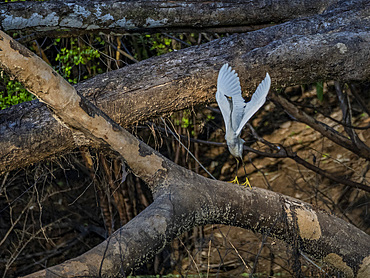 Adult snowy egret, Egretta thula, taking flight from a tree within the Pacaya Samiria Preserve, Peru.