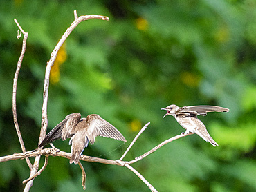A pair of adult southern rough-winged swallows, Stelgidopteryx ruficollis, in a tree within the Pacaya Samiria Preserve, Peru.