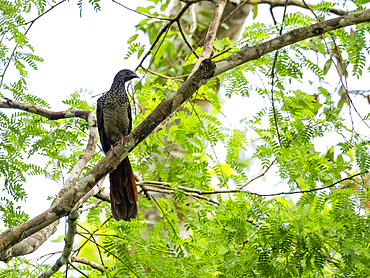 Adult speckled chachalaca, Ortalis guttata, perched in a tree within the Pacaya Samiria Preserve, Peru.