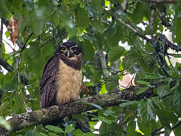 Adult spectacled owl, Pulsatrix perspicillata, perched in a tree within the Pacaya Samiria Preserve, Peru.