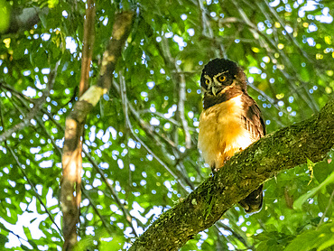 Adult spectacled owl, Pulsatrix perspicillata, perched in a tree within the Pacaya Samiria Preserve, Peru.
