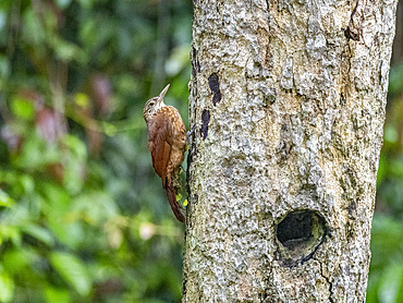 Adult straight-billed woodcreeper, Dendroplex picus, perched in a tree within the Pacaya Samiria Preserve, Peru.