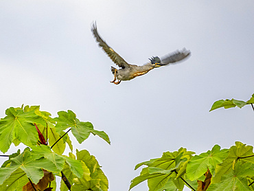 Adult striated heron, Butorides striata, taking flight from a tree within the Pacaya Samiria Preserve, Peru.