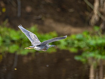 Adult striated heron, Butorides striata, in flight within the Pacaya Samiria Preserve, Peru.