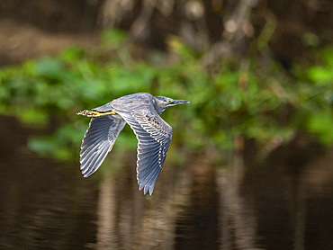 Adult striated heron, Butorides striata, in flight within the Pacaya Samiria Preserve, Peru.