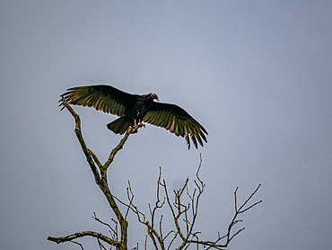 Adult turkey vulture, Cathartes aura, perched in a tree within the Pacaya Samiria Preserve, Peru.