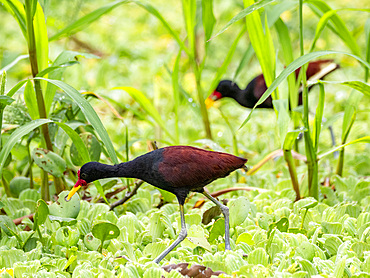 Adult wattled jacanas, Jacana jacana, walking on the vegetation within the Pacaya Samiria Preserve, Peru.