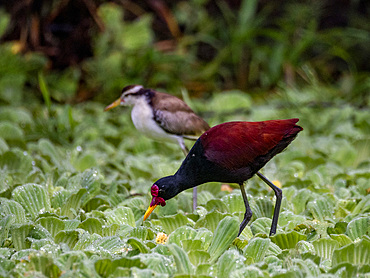 Adult wattled jacana, Jacana jacana, with chick walking on the vegetation within the Pacaya Samiria Preserve, Peru.