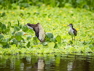 Wattled jacana, Jacana jacana, chicks walking on the vegetation within the Pacaya Samiria Preserve, Peru.