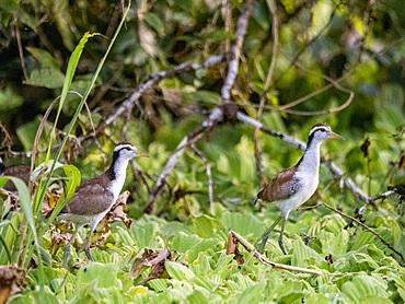 Wattled jacana, Jacana jacana, chicks walking on the vegetation within the Pacaya Samiria Preserve, Peru.
