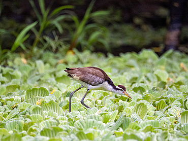 Wattled jacana, Jacana jacana, chick walking on the vegetation within the Pacaya Samiria Preserve, Peru.