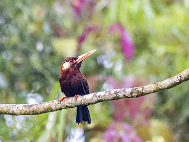 Adult white-eared jacamar, Galbalcyrhynchus leucotis, perched in a tree within the Pacaya Samiria Preserve, Peru.