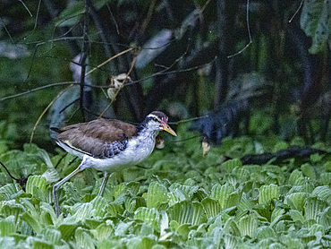 Wattled jacana, Jacana jacana, chick walking on the vegetation within the Pacaya Samiria Preserve, Peru.