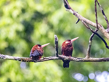 Adult white-eared jacamars, Galbalcyrhynchus leucotis, perched in a tree within the Pacaya Samiria Preserve, Peru.