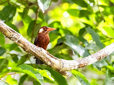 Adult white-eared jacamar, Galbalcyrhynchus leucotis, perched in a tree within the Pacaya Samiria Preserve, Peru.