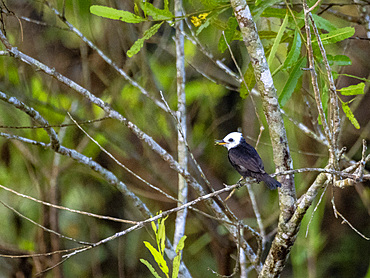 Adult male white-headed marsh tyrant, Arundinicola leucocephala, perched in a tree within the Pacaya Samiria Preserve, Peru.