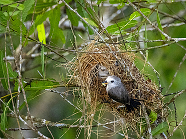 Adult female white-headed marsh tyrant, Arundinicola leucocephala, feeding its chick within the Pacaya Samiria Preserve, Peru.