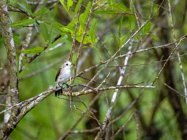 Adult female white-headed marsh tyrant, Arundinicola leucocephala, perched within the Pacaya Samiria Preserve, Peru.