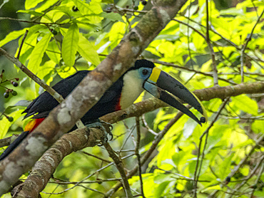 Adult white-throated toucan, Ramphastos tucanus, feeding in a tree within the Pacaya Samiria Preserve, Peru.