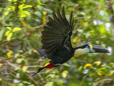 Adult white-throated toucan, Ramphastos tucanus, in flight within the Pacaya Samiria Preserve, Peru.