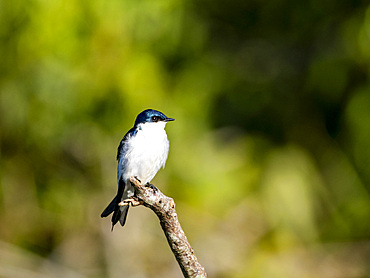 A adult white-winged swallow, Tachycineta albiventer, perched in a tree within the Pacaya Samiria Preserve, Peru.