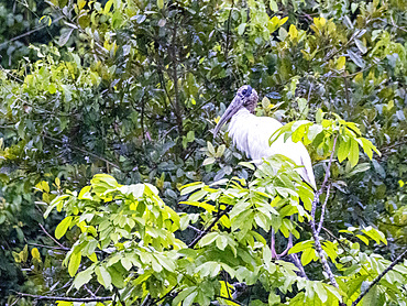 Adult wood stork, Mycteria americana, perched in a tree within the Pacaya Samiria Preserve, Peru.