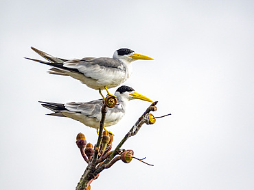 Adult yellow-billed terns, Sterna superciliaris, perched in a tree within the Pacaya Samiria Preserve, Peru.